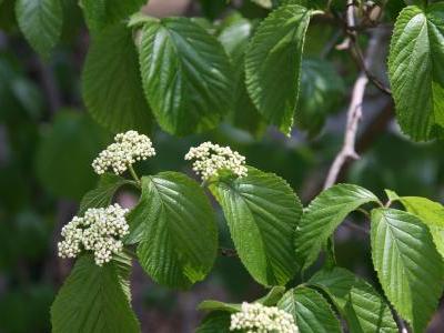 viorne-a-feuilles-de-tilleul-2