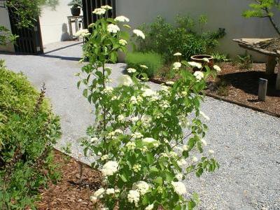 viorne-dentee-1