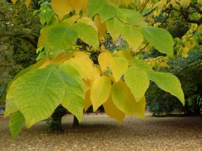 virgilier-jaune-2
