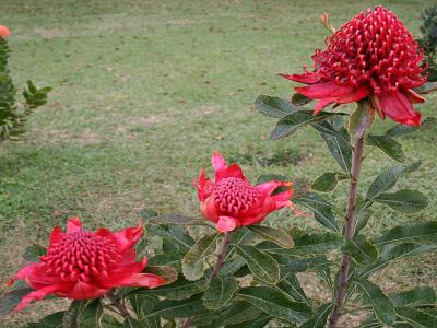 waratah-1