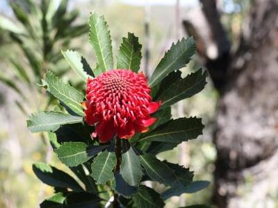 waratah-2