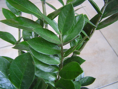 zamioculcas-2